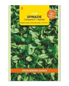 Oranjeband zaden spinazie campania