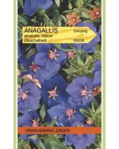 Oranjeband zaden anagallis arvensis blauw
