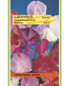 Oranjeband zaden lathyrus odoratus colorama gemengd