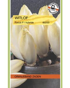 Oranjeband zaden witlof focus f1 hybride
