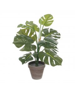 Monstera groen in pot Stan grijs