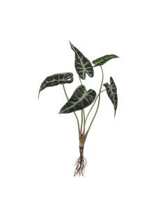 Alocasia met wortels groen 40 cm