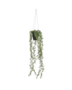 Senecio hangend in pot groen - l68xd9cm